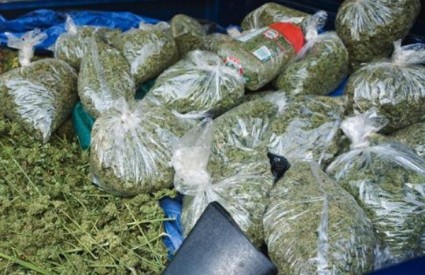 marihuana-zaplijena marihuana-zaplijena