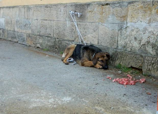 Građani Visokog zavezali pse lutalice za zgradu Općine