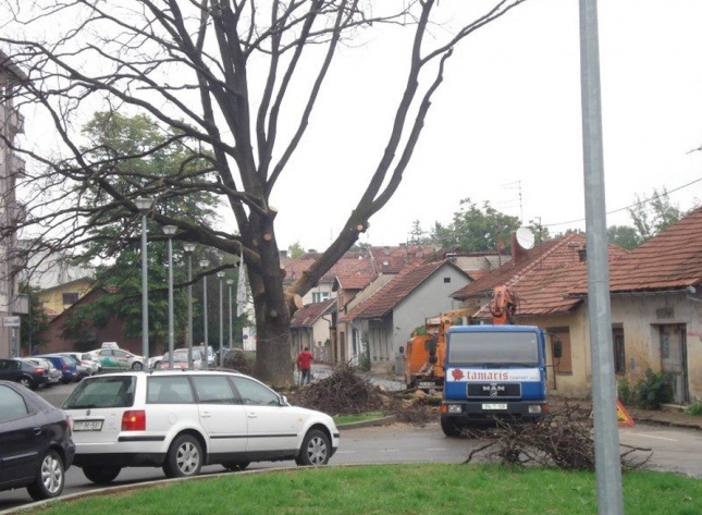 rušenje starog hrasta u Banjaluci rušenje starog hrasta u Banjaluci