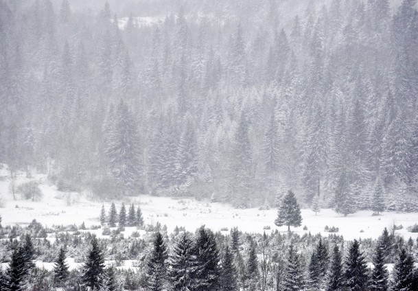 Bjela&scaron;nica pod snijegom/ Foto: Anadolija