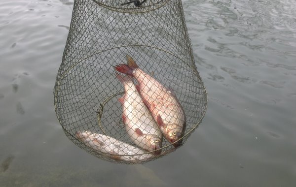 riba u mreži riba u mreži