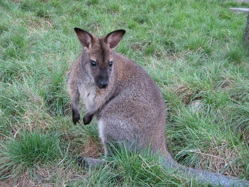 Valabi kengur Valabi kengur