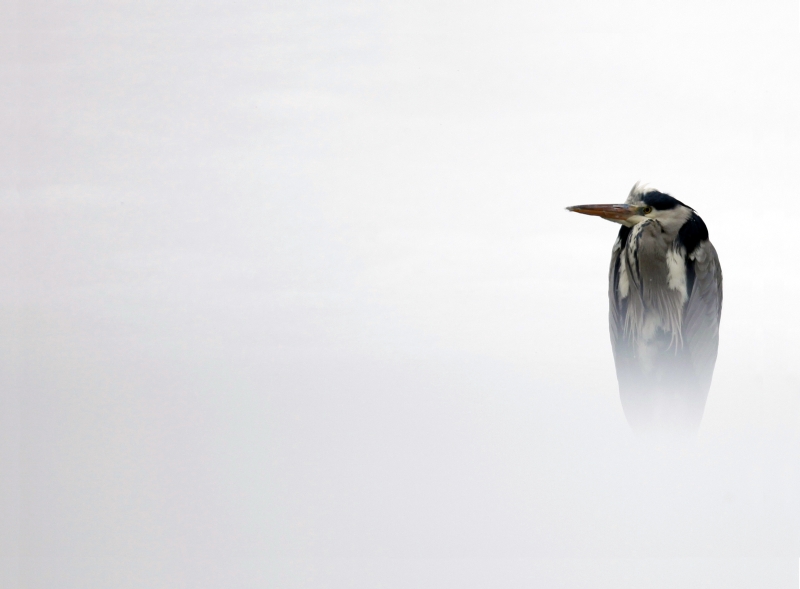 Dado Ruvić izložba Dado Ruvić izložba
