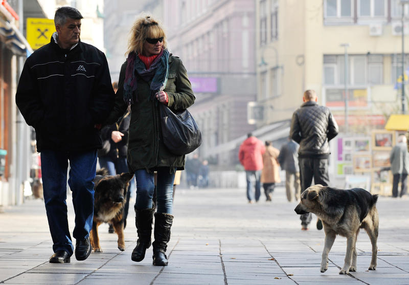 psi lutalice na sarajevskim ulicama