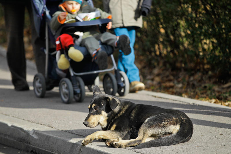 psi lutalice na sarajevskim ulicama