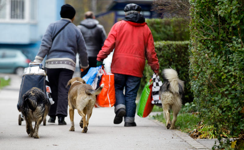 psi lutalice na sarajevskim ulicama