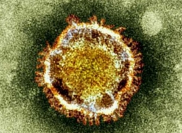 virus mers