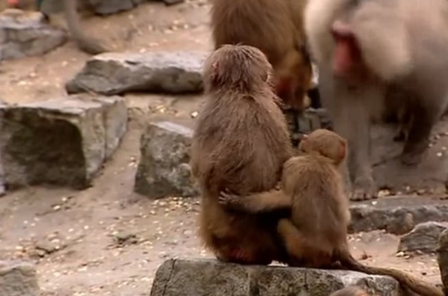 babuni u holandskom zoo vrtu