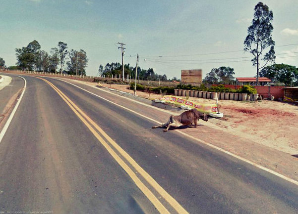 google street view - krava