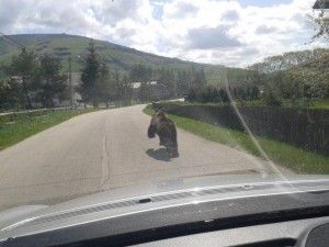 medvjed na ulicama Kupresa medvjed na ulicama Kupresa