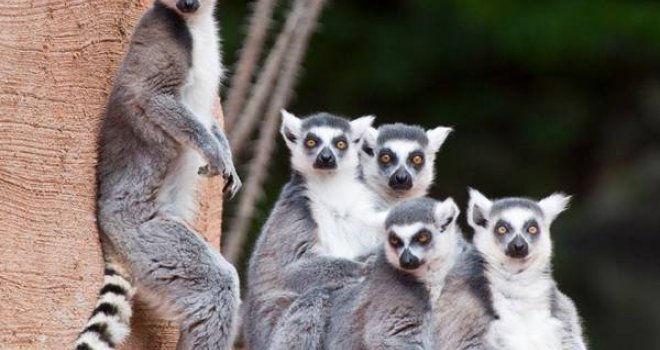 U Pionirsku dolinu stižu lemuri i merkati, građani pozvani na svečanost