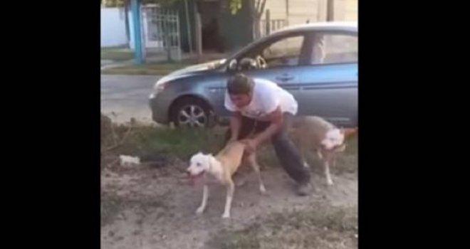 Opaki pit bull: Snimka koja će vas izbezumiti i morat ćete je pogledati nekoliko puta