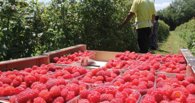 Procvat poljoprivredne proizvodnje u BiH: Maline i kornišoni za evropsko tržište