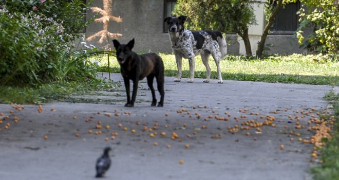 U Rakovici će se graditi novi azil za nezbrinute životinje, a obnavlja se i Prača 1