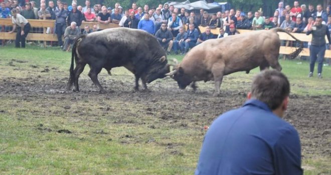 Državljanina Hrvatske na koridi napao vlastiti bik, ostao bez bubrega, probijena mu pluća i noge