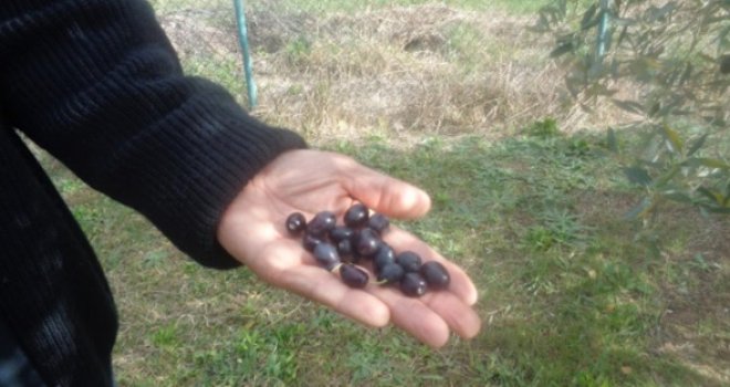 Masline u Neumu propadaju, berača nema: Hvata te strah i panika, čovjek se zapita kad umre, ko će ga zakopati