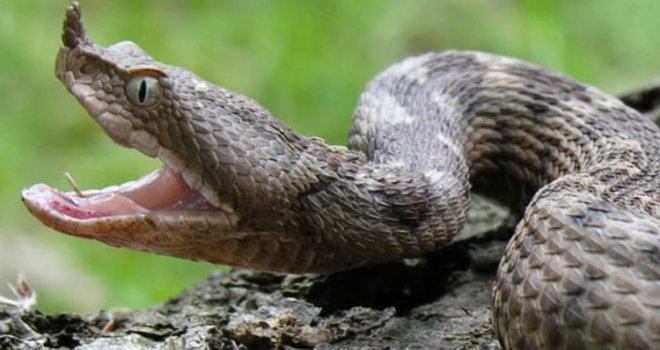 U BiH i regionu nema seruma za ugriz zmije! Šef Infektivne klinike: Tražili smo gdje smo mogli...