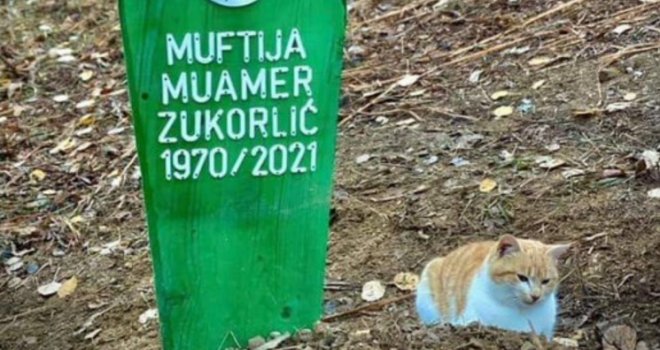 Mačak preminulog muftije Zukorlića ne ide od njegovog mezara ni po najvećoj kiši