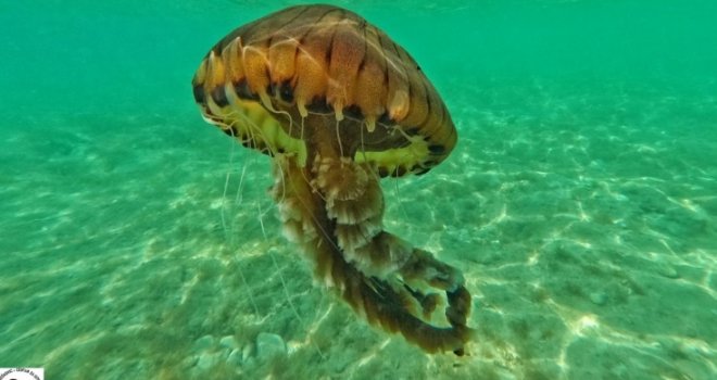 Opasna meduza pojavila se u Jadranu. Izdano upozorenje kupačima šta da učine ako ih opeče