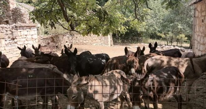 Magareće mlijeko iz BiH 'pravi čuda': 'Ako neko ne može da plati, spreman sam dati besplatno'