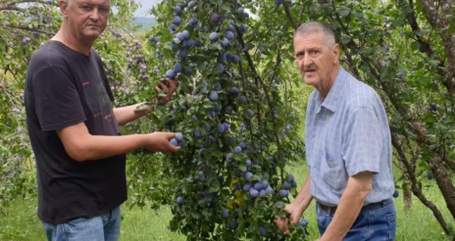 Šljiva rodila, a nema je ko ni kupiti ni otkupiti: 'Tržni centri neće jeftinije domaće, a hoće prskane, uvozne'