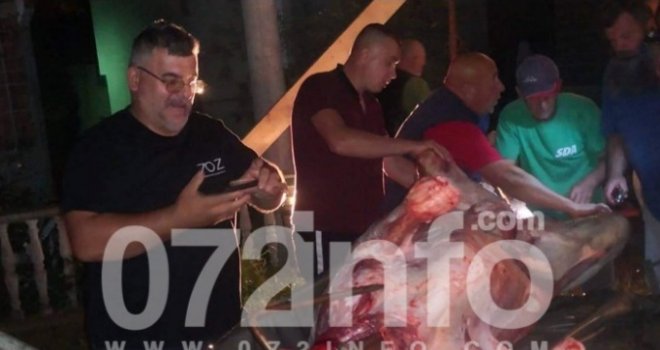 Doček u Šerićima kod Zenice: U čast dolaska Bakira Izetbegovića okrenuli bika u dvorištu džamije!
