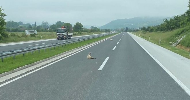 Ovce ležale na autoputu kod Ilijaša: Ko ih je izgubio?