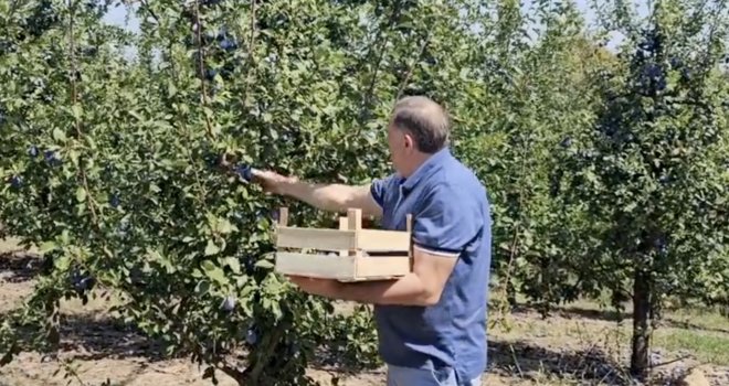 Dodika snimali dok bere šljive 'na svom imanju': Pohvalio se koliko je do sada ubrano