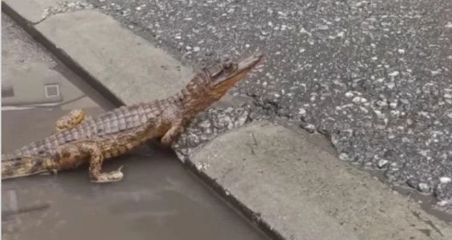 Region u panici: U centru grada pojavio se krokodil!