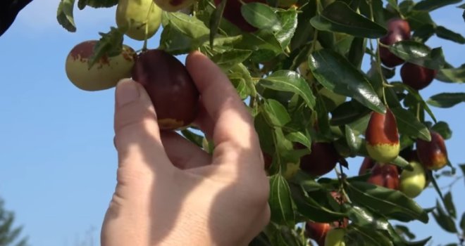 Čini čuda za libido, san, probavu, mozak...: Zaboravljeno voće raste u Dalmaciji, ima 20 puta više C vitamina od limuna!