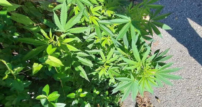 Raste poput maslačka uz trotoar: Odakle marihuana na Grbavici?!