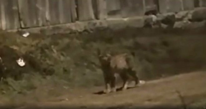 Nije ni vuk, ni lisica: Rijetka divlja životinja snimljena u bh. gradu, neki kažu da je 'ljepotica'