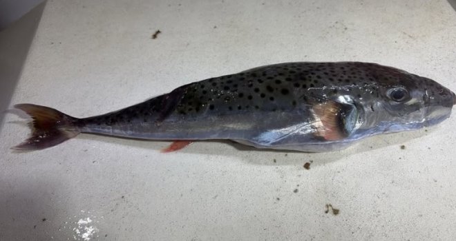 U Jadranskom moru ulovljena opasna riba: Njen otrov može izazavati smrt