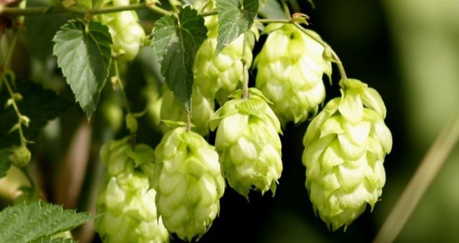 Ova zaboravljena biljka danas vrijedi pravo bogatstvo, a rijetko ko je uzgaja: Kilogram ove delicije dostiže i 1.000 eura