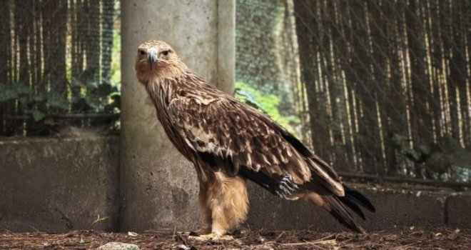 Nevjerovatna avantura mladog orla Feliksa: Nakon lutanja, otmice i prihvatilišta, vojnim avionom vraćen u Srbiju